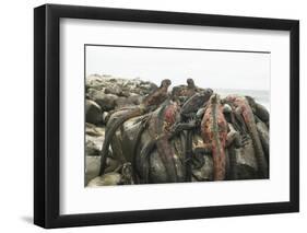 Marine Iguanas Piling atop a Rock-DLILLC-Framed Photographic Print