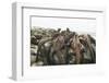 Marine Iguanas Piling atop a Rock-DLILLC-Framed Photographic Print