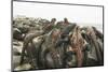 Marine Iguanas Piling atop a Rock-DLILLC-Mounted Photographic Print