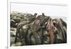 Marine Iguanas Piling atop a Rock-DLILLC-Framed Photographic Print