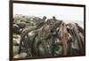 Marine Iguanas Piling atop a Rock-DLILLC-Framed Photographic Print