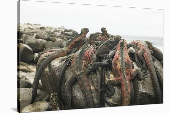 Marine Iguanas Piling atop a Rock-DLILLC-Stretched Canvas