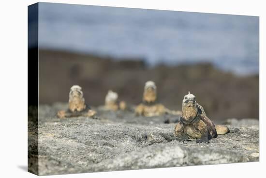 Marine Iguanas Relaxing on a Rock-DLILLC-Stretched Canvas