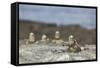 Marine Iguanas Relaxing on a Rock-DLILLC-Framed Stretched Canvas