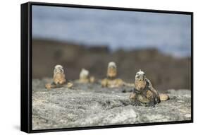 Marine Iguanas Relaxing on a Rock-DLILLC-Framed Stretched Canvas