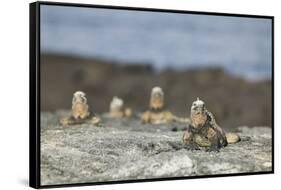 Marine Iguanas Relaxing on a Rock-DLILLC-Framed Stretched Canvas