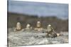 Marine Iguanas Relaxing on a Rock-DLILLC-Stretched Canvas