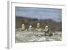 Marine Iguanas Relaxing on a Rock-DLILLC-Framed Photographic Print