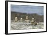 Marine Iguanas Relaxing on a Rock-DLILLC-Framed Photographic Print