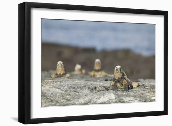 Marine Iguanas Relaxing on a Rock-DLILLC-Framed Photographic Print