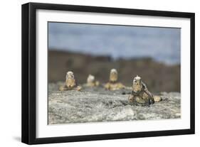 Marine Iguanas Relaxing on a Rock-DLILLC-Framed Photographic Print