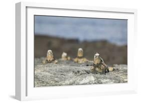 Marine Iguanas Relaxing on a Rock-DLILLC-Framed Photographic Print