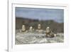 Marine Iguanas Relaxing on a Rock-DLILLC-Framed Photographic Print