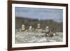 Marine Iguanas Relaxing on a Rock-DLILLC-Framed Photographic Print