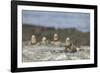 Marine Iguanas Relaxing on a Rock-DLILLC-Framed Photographic Print