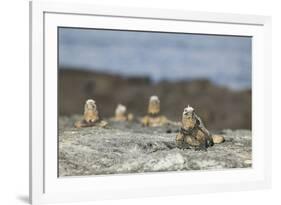 Marine Iguanas Relaxing on a Rock-DLILLC-Framed Photographic Print