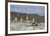 Marine Iguanas Relaxing on a Rock-DLILLC-Framed Photographic Print