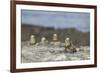 Marine Iguanas Relaxing on a Rock-DLILLC-Framed Photographic Print