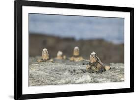 Marine Iguanas Relaxing on a Rock-DLILLC-Framed Photographic Print