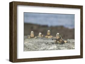 Marine Iguanas Relaxing on a Rock-DLILLC-Framed Photographic Print