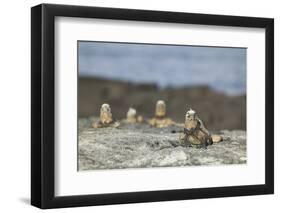 Marine Iguanas Relaxing on a Rock-DLILLC-Framed Photographic Print