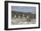 Marine Iguanas Relaxing on a Rock-DLILLC-Framed Photographic Print