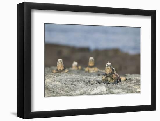 Marine Iguanas Relaxing on a Rock-DLILLC-Framed Photographic Print