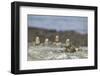 Marine Iguanas Relaxing on a Rock-DLILLC-Framed Photographic Print