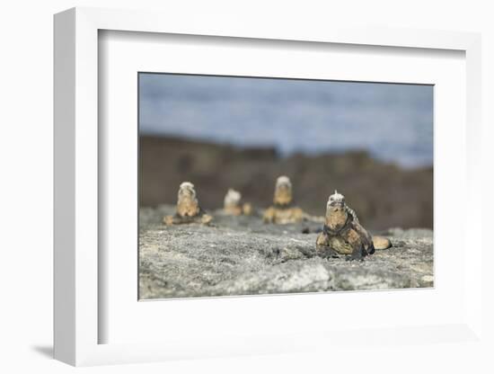 Marine Iguanas Relaxing on a Rock-DLILLC-Framed Photographic Print