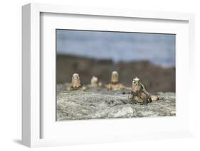 Marine Iguanas Relaxing on a Rock-DLILLC-Framed Photographic Print