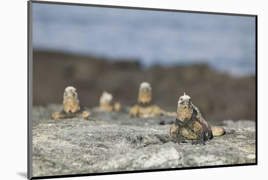 Marine Iguanas Relaxing on a Rock-DLILLC-Mounted Photographic Print