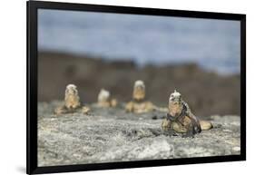 Marine Iguanas Relaxing on a Rock-DLILLC-Framed Photographic Print