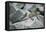 Marine Iguanas-DLILLC-Framed Stretched Canvas