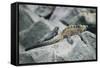 Marine Iguanas-DLILLC-Framed Stretched Canvas