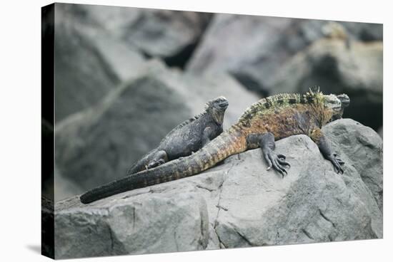 Marine Iguanas-DLILLC-Stretched Canvas