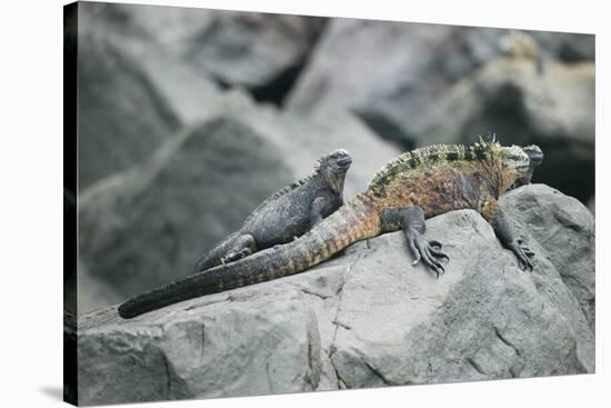 Marine Iguanas-DLILLC-Stretched Canvas