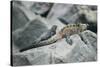 Marine Iguanas-DLILLC-Stretched Canvas