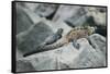 Marine Iguanas-DLILLC-Framed Stretched Canvas