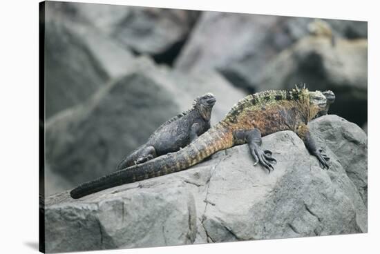 Marine Iguanas-DLILLC-Stretched Canvas