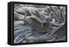 Marine Iguanas-DLILLC-Framed Stretched Canvas