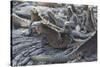 Marine Iguanas-DLILLC-Stretched Canvas