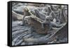 Marine Iguanas-DLILLC-Framed Stretched Canvas