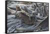 Marine Iguanas-DLILLC-Framed Stretched Canvas