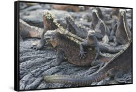 Marine Iguanas-DLILLC-Framed Stretched Canvas