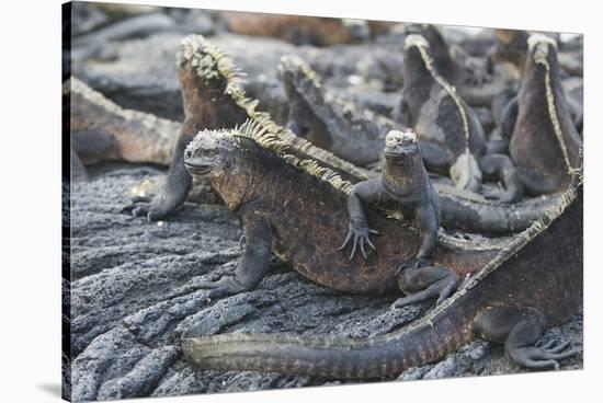 Marine Iguanas-DLILLC-Stretched Canvas