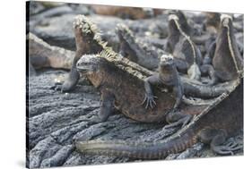 Marine Iguanas-DLILLC-Stretched Canvas