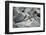 Marine Iguanas-DLILLC-Framed Photographic Print