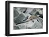 Marine Iguanas-DLILLC-Framed Photographic Print