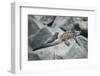 Marine Iguanas-DLILLC-Framed Photographic Print