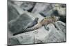 Marine Iguanas-DLILLC-Mounted Photographic Print